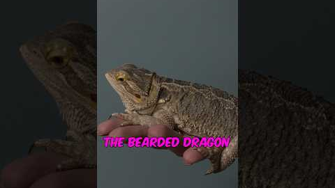 The five best reptiles for beginners. #reptiles #beardeddragon #leopardgecko #cornsnake