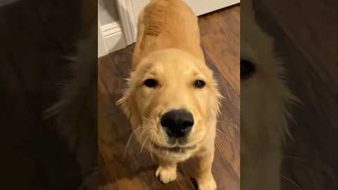 The Happiest Dog I’ve Ever Seen! 😂