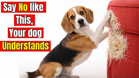 How to Make Your Dog Obey Instantly — Trainers Don’t Want You to Know This