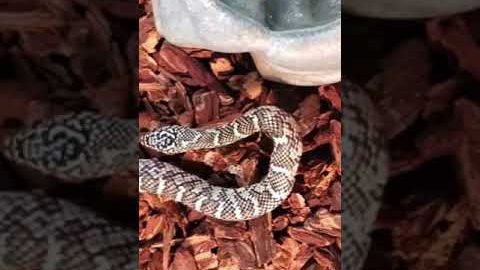 Brooks kingsnake!!🐍🐍 #shorts #reptiles #snakes #animals