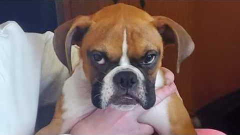 The FUNNY PUPPIES on the Planet! 🌍🤣 Funny Animals Video