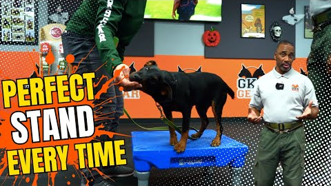 How to Teach Your Dog to Stand on Command | Platform Training Made Easy