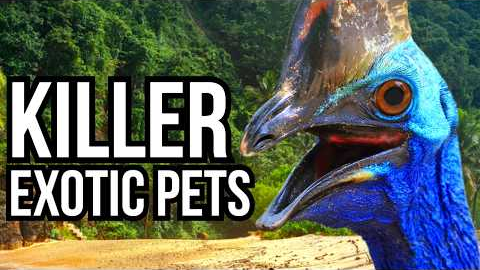 7 Exotic Pets That Ended Up Eliminating Their Owners