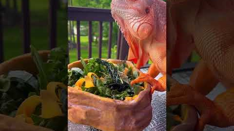 Lunch for dragon 🧡 #dragon #lizard #reptile #orange #iguana #pet