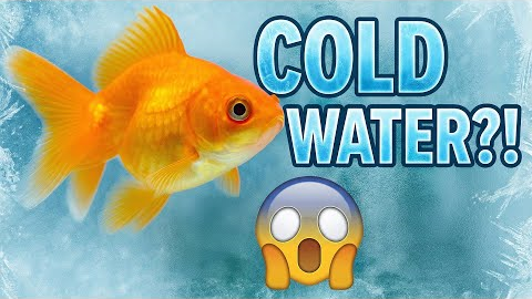 No Heater! Best Coldwater Aquarium Fish for Beginners..
