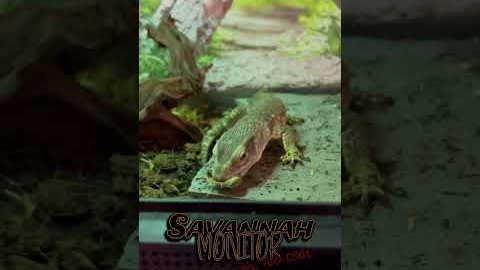 Train Your Savannah Monitor in Seconds - This Trick Is Shocking! #shorts #reptiles