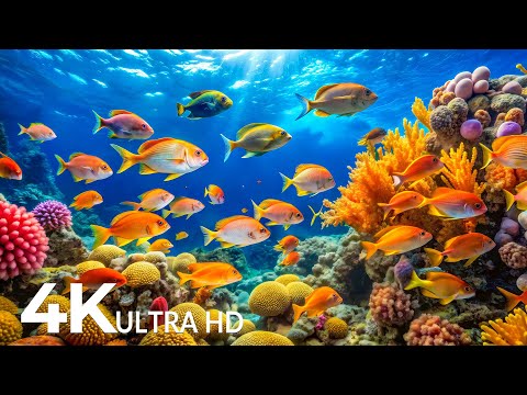 DREAM AQUARIUM 4K - Marine Life, Sea Animals and Coral Reef - Fish Tank Sounds for Deep Sleep #64