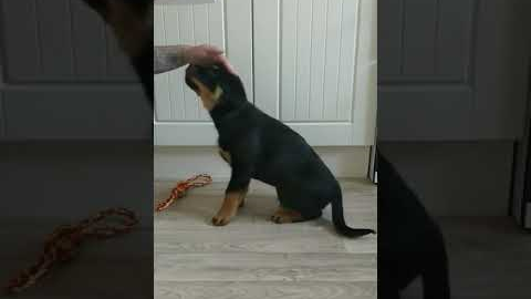 Puppy training at 8 weeks old