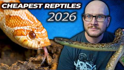 Top 5 CHEAPEST Reptiles in 2026