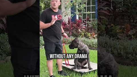 How to Get a Highly Distracted Dog to Listen to You