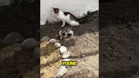 Kitten’s Adorable Toilet Training Attempt