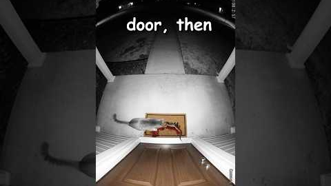 This Cat Keeps Bringing Dead Snakes to One House! #cats #shorts  #animals