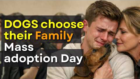 Every Dog Walked Past Everyone… Until This Moment