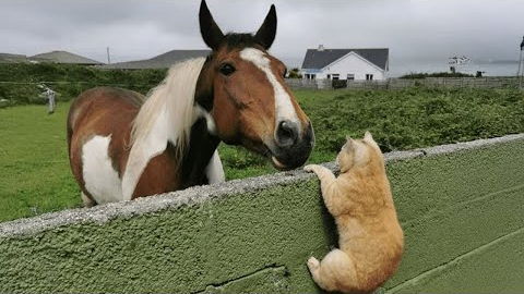 When Kitten Runs the Stable Now 🐱 Funny Cat Videos 2025 Ever!