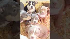 #dog #facts #shorts #dangerousdogs