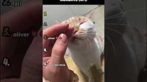 Top 5 Funniest Cat Moments (Part 3)