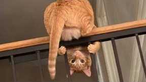 Cats Being Weird Again 🤣 The Funniest CATS Video 2026