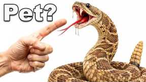 I KEEP A VENOMOUS RATTLESNAKE AS A PET! (Don't Try This!)