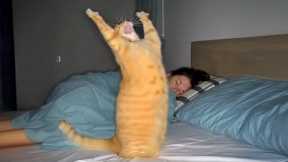 The FUNNIEST Cat Moments Caught on Camera 🤣 SUPER Funny Cat Videos 2026
