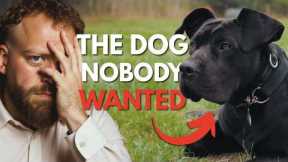 Abandoned Dog Gets His Chance at a New Life