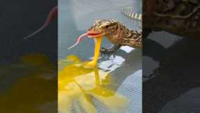 Lizard Eats Egg!🦎🥚#quincemonitor #lizard #lizards #reptile #reptiles #animal #animals #egg #fyp