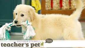 Puppy Mouthing (Training Basics) | Teacher's Pet With Victoria Stilwell
