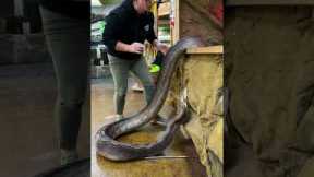 Dealing with an angry girl and snake here! 🐍 she’s also a big one so got to be careful folks! 😅