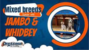 🐶🦮Off leash Dog Training / Obedience Training 🦮🐶