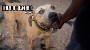 The Dog Father: “Training Distractions with Mowgli” (Ep. 85)