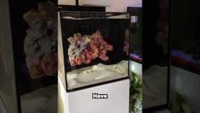 My dream saltwater aquarium!!