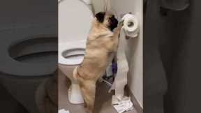 Living With a Puppy Can Be Very Messy 😂