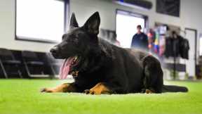 K9 Kylian - Your next Champion and Protector 🏆