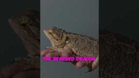 The five best reptiles for beginners. #reptiles #beardeddragon #leopardgecko #cornsnake