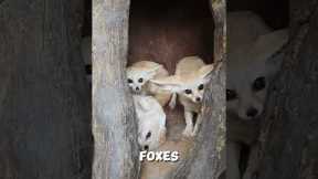 4 Illegal Pets You Can Actually Own