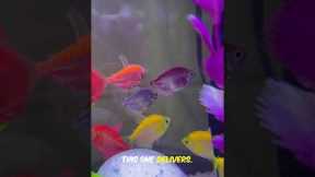 Top 3 Bulletproof Beginner Fish Fast Guide! #aquarium #fishcare