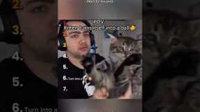 Ranking The Best Kitten Moments