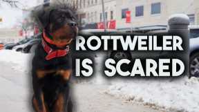 How I train dogs in the city with Max the Rottie
