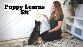 How to Train Your Puppy to Sit: Step-By-Step Tutorial