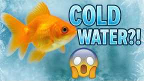 No Heater! Best Coldwater Aquarium Fish for Beginners..