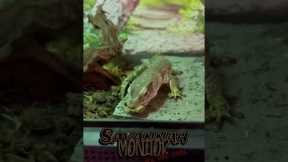 Train Your Savannah Monitor in Seconds - This Trick Is Shocking! #shorts #reptiles