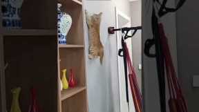 Funny Cat 🐈‍⬛ funny cats fighting ❤️ # Part 3771