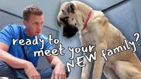 Watch this Puppy Discover Love for the First Time