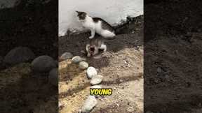 Kitten’s Adorable Toilet Training Attempt