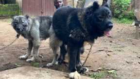 How to Perform a Successful Dog Mating| 2025 Final Dog Mating#dog ##pets #petsrule #animal