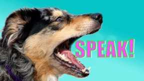 Easy, Dog Trick: How to Teach your Dog to Speak or Bark When you Ask.