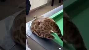 Cat Lover 🥰 Favorite Friends 😸 # Part 2174