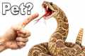 I KEEP A VENOMOUS RATTLESNAKE AS A