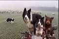 Three incredible sheepdogs in action