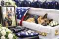 Retired K 9 Bety's Final Walk |  top