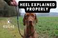 Heel Training Explained: Why Your Dog 